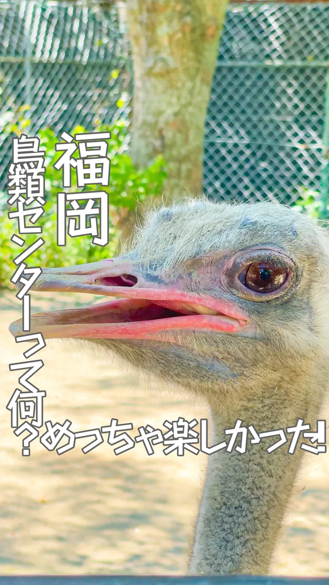 📍福岡県『鳥類センターって何？🦉笑笑』