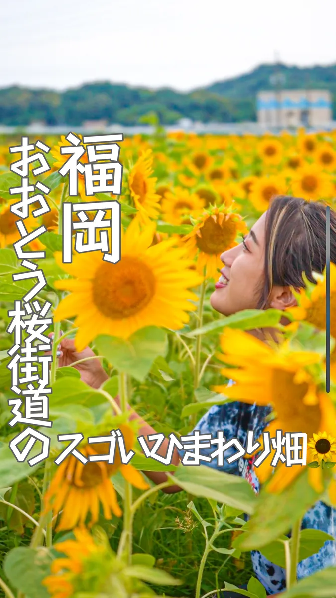 📍福岡県『道の駅 おおとう桜街道 ひまわり🌻』