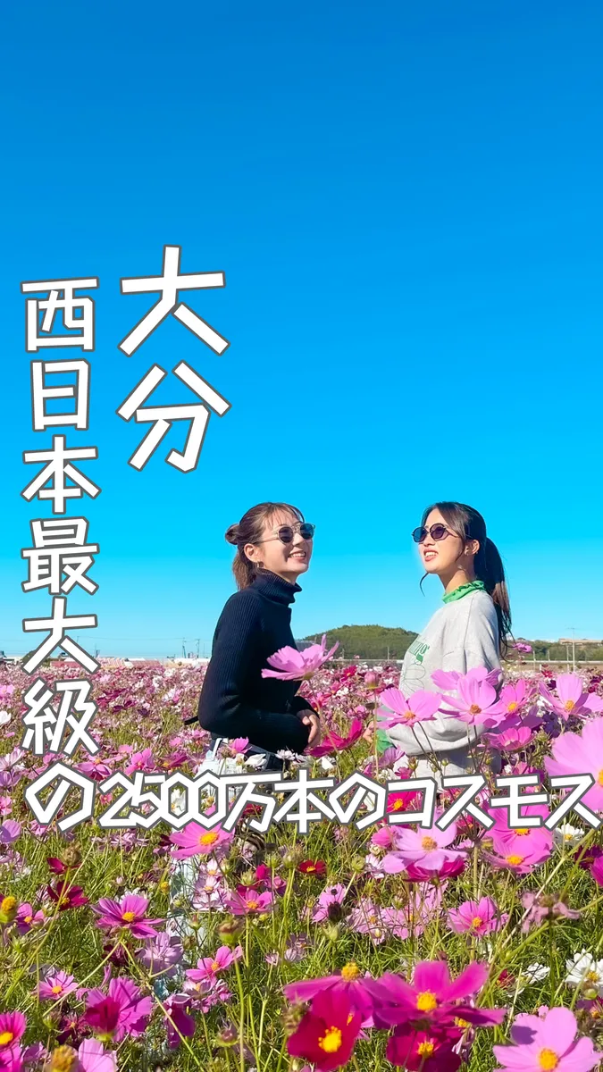 📍大分県『西日本最大級 2,500万本のコスモス🌸🏞』