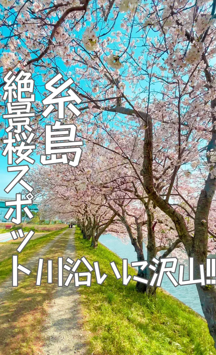 📍福岡県 糸島『川沿いに咲く絶景の桜並木❣️』