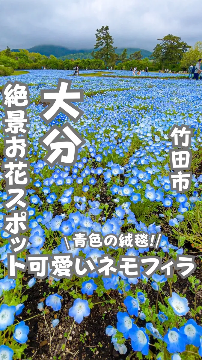 📍大分県『お花絶景スポット🌼』