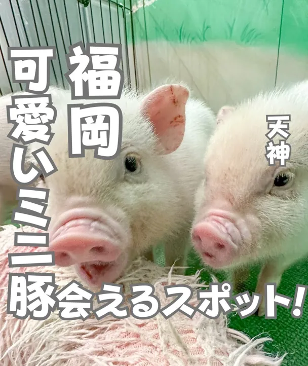 📍福岡県『可愛いミニブタさんと遊べちゃう!🐷』