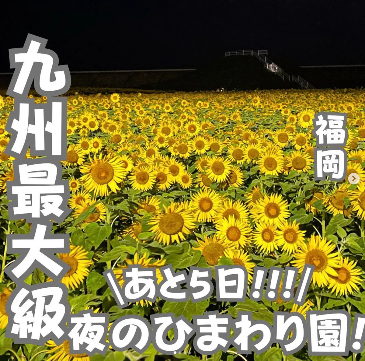 📍福岡県『無料で楽しめる夜のひまわり園🌻🌻』 ︎︎︎︎︎︎