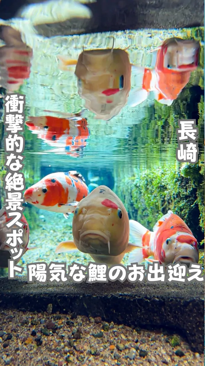 📍長崎県『鯉の泳ぐ街°･🐠』