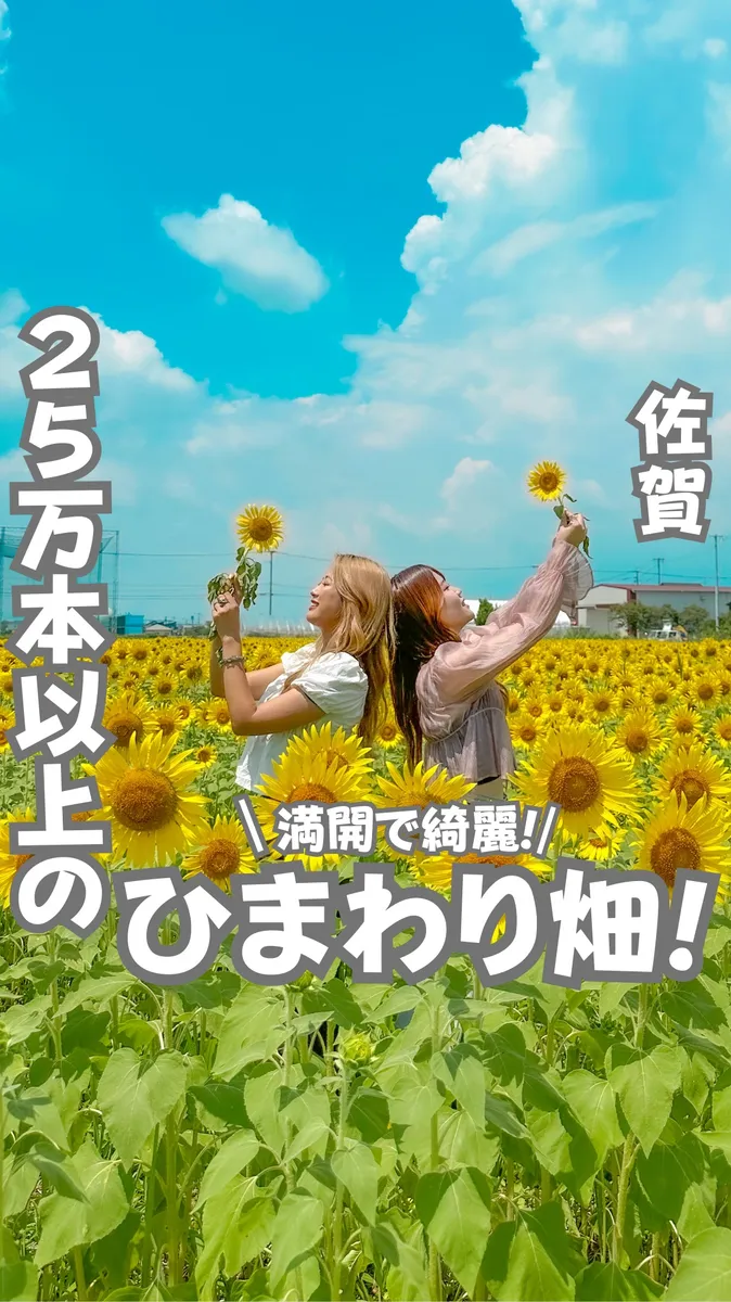 📍佐賀県『可愛すぎるひまわり畑』